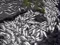 Alaska Salmon Fishing default Alaska Salmon Fishing