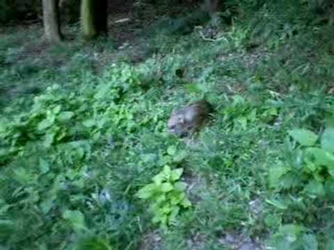 猪一家