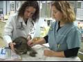 Coral Springs Animal Hospital
