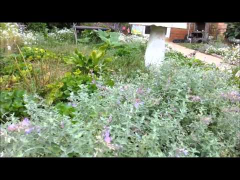 how to grow english lavender from seed