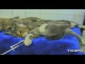 ANIMALES