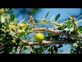 A la rencontre de Samira Boukdour - Productrice d'Argan à Agadir