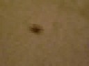 Huge Spider 2 [1/2]