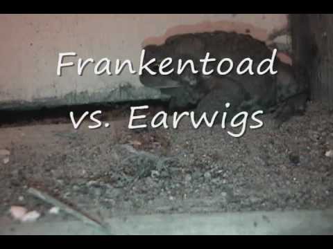 how to get rid of european earwigs