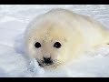 Arctic Babies Arctic Babies