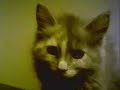 Sophie the cat song by Crazy Frog