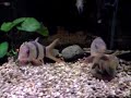 Extra large Clown Loaches