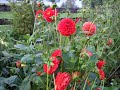 Goldne Abendsonne.wmv