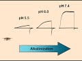 Human sperm are activated to swim more vigorously once they enter the female reproductive tract. Watch and listen as Lishko and Kirichok take you on a brief, personally guided tour of their discovery of the Hv1 proton channel responsible for sperm activation.