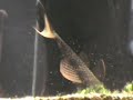 Lábeo Bicolor - Tricogaster - Synodontis - Cascudo 
