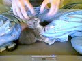 2 out fo 5 kittens - Playtime !