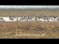 A birds carnival in the Little Rann of Kutch!(1 day ago)