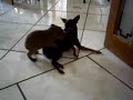 Capivara e pinscher