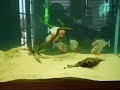 Caribe Piranhas fighting