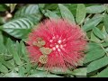McKee Gardens-small.wmv