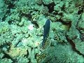 Red Sea Reefs Red Sea Reefs