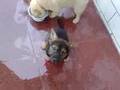 videos de couple doggie from china