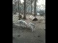 White wolf @ big bear