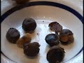 Roasting Chestnuts an effective, easy, successful approach.
