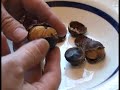 Roasting Chestnuts an effective, easy, successful approach.