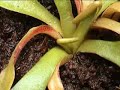 Growth of a Venus Fly Trap