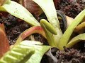 growth-of-a-venus-fly-trap.html