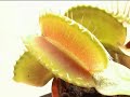 Growth of a Venus Fly Trap