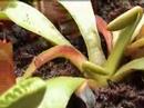 how to grow venus fly trap