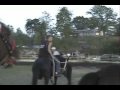 bradshaw horseshow