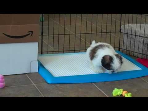 how to care puppy shih tzu