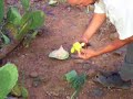 anadec prickly pear anadec prickly pear