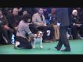CRUFTS 2009  Ch Murbogos Rocco,English Bulldog