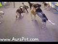 Bullmastiff video