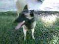 Pastor Belga Malinois video