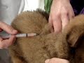 Chow Chow - Zeus na Pesagem e Primeira Vacina V10.