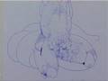 videos de Robert Gligorov - Chronicle private stories