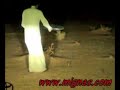 جربوع جرابيع مسك للسلق مقناص