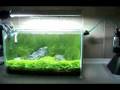Practical Fishkeeping: George Farmer's nano tank