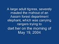 Kaziranga National Park -Tiger Attack