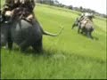 Kaziranga National Park -Tiger Attack