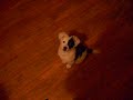 Koda Coyote Meets Target the foster dog for the first time.