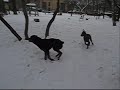 Fedor