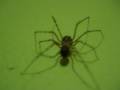 videos de Estudio: Scytodes globula
