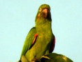 White-eyed Parakeet