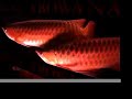 Imperial Arowana interview at Aquarama Imperial Arowana interview at Aquarama