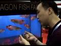 Imperial Arowana interview at Aquarama