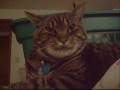 videos de SUNNY