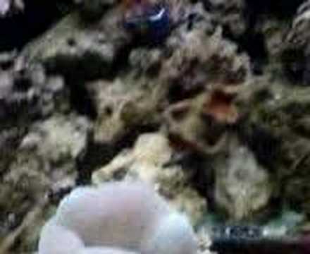 Sea anemone eats a fish