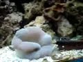 Sea anemone eats a fish