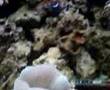 Sea anemone eats a fish